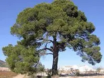 Tala y podas de altura en Ávila Taladores de árboles grandes en Ávila