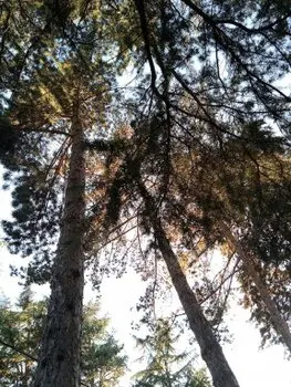 Podas y talas de árboes en altura Burgohondo, Avila Podas y talas de árboes en altura Burgohondo, Avila