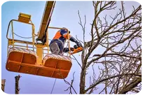 Tala y Podas en Altura Ávila Taladores y podadores de árboles Ávila Podas de altura