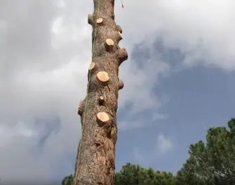 Podas y talas de árboles en altura Avila