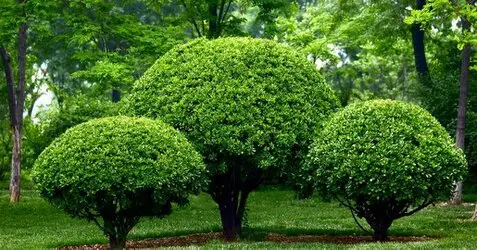 Tala y poda de árboles en altura Ávila Tala y poda de árboles en altura Ávila
