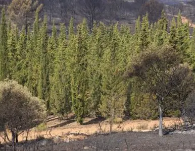 Taladores y podadores de árboles en altura Ávila