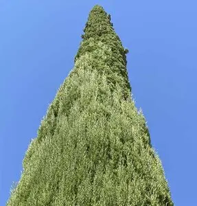Taladores y podadores de árboles en altura Ávila